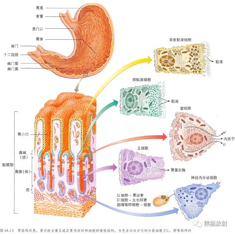 胃功能|【内脏】胃的解剖及其组织学